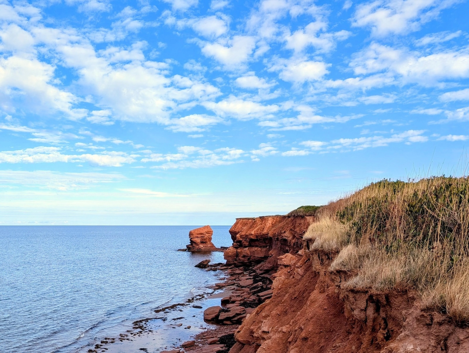 The Cactus Pot 🏖️